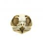 Owl (Burrowing) Skull Replica