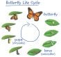 Monarch Life Cycle Magnets