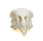 Vulture (Turkey) Skull Replica