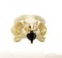 Owl (Short-Eared) Skull Replica