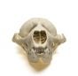 Seal (Harbor) Skull Replica