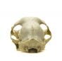 Cat Skull Replica (Domestic)