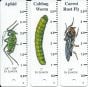 Garden Insects Keychain Identification Guide
