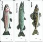 Fish Keychain Identification Guide