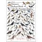 Peterson's Backyard Birds of the Rocky Mountain States Poster