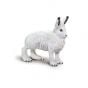 Arctic Hare Model