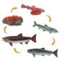 Salmon Life Cycle Models Set