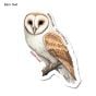 Barn Owl Sticker Pack (10 Stickers)