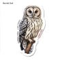 Barred Owl Sticker Pack (10 Stickers)