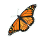 Monarch Butterfly Sticker Pack (10 Stickers)
