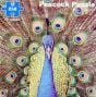 Peacock (250 Piece Puzzle)