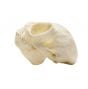 Monkey (Owl) Skull Replica