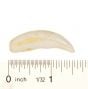 Coyote Canine Tooth Replica