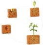 Bean Plant Life Cycle Models