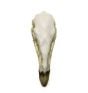 Condor (California) Skull Replica