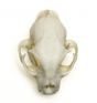 Bobcat Skull Replica