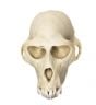 Macaque (Rhesus) Skull Replica