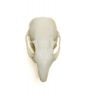 Chipmunk (Eastern) Skull Replica