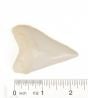 Shark (Great White) Tooth Replica
