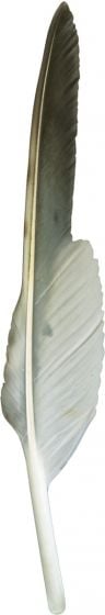 North American Bird Feather Replicas® Set: Birds Of Prey I