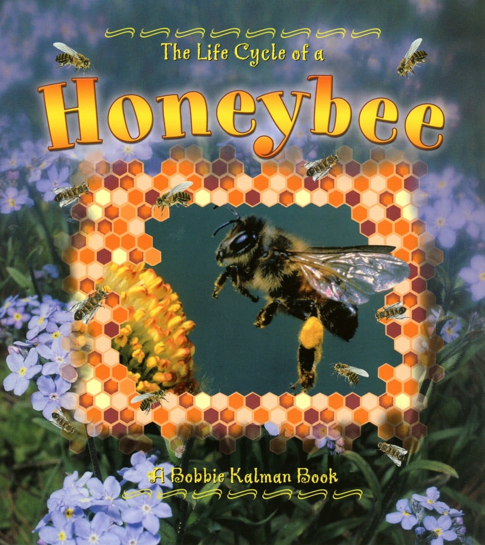 Life Cycle of a Honeybee
