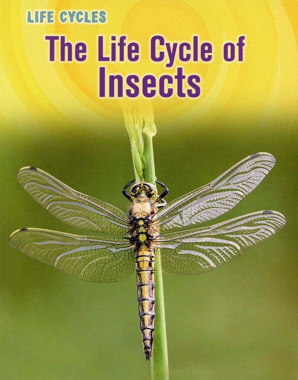 Life Cycle Of Insects