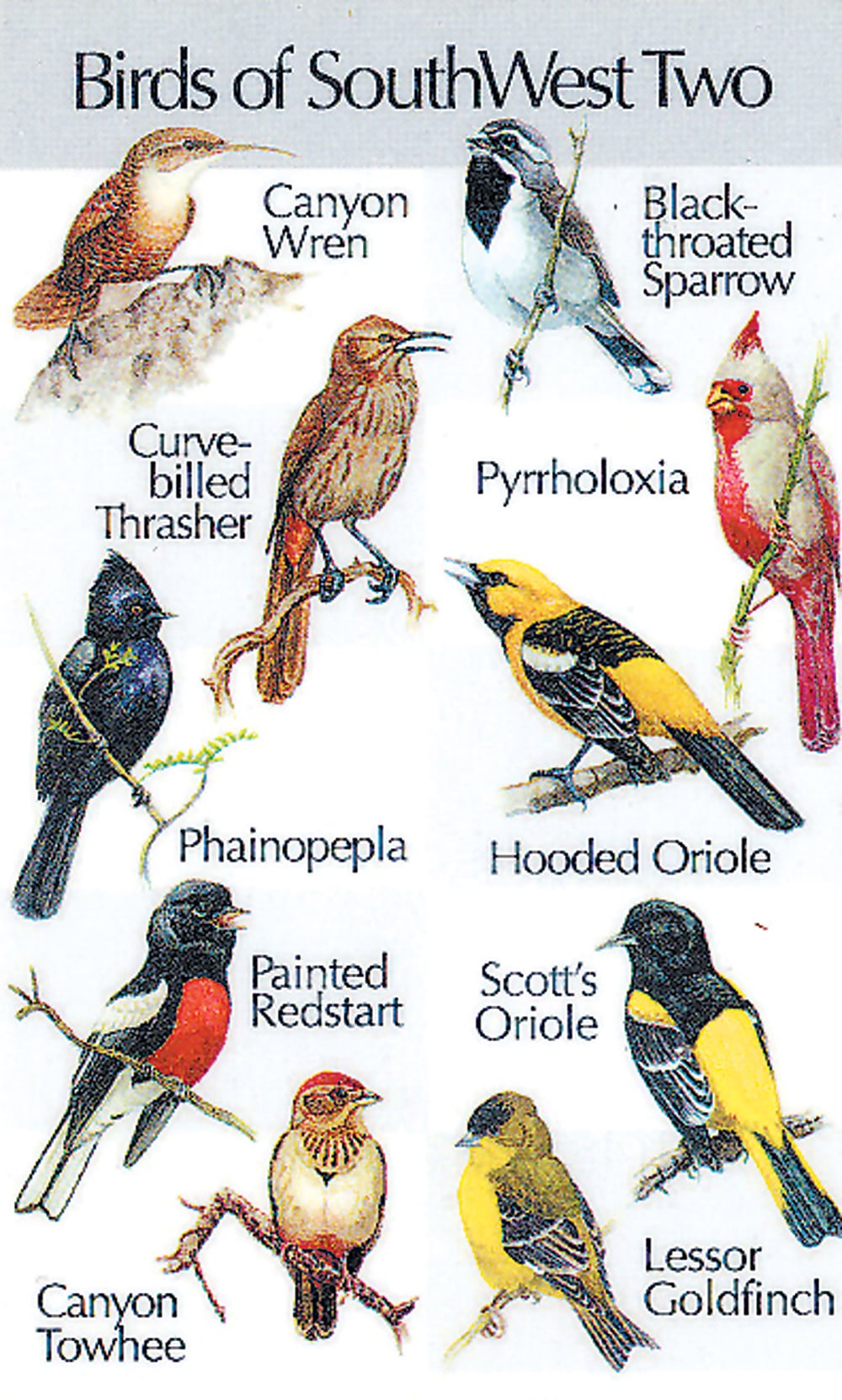 Southwestern Birds #2 (Birdsong IdentiFlyer™ Card)