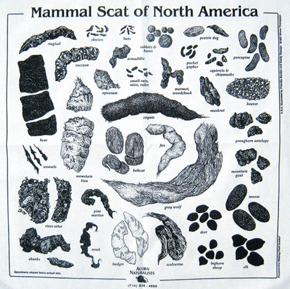 Animal Scat Scarf: Ecru/Natural Cotton (Acorn Naturalists' Identification Bandana)