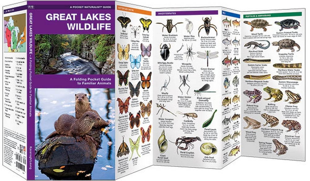 Great Lakes Wildlife (Pocket Naturalist® Guide)