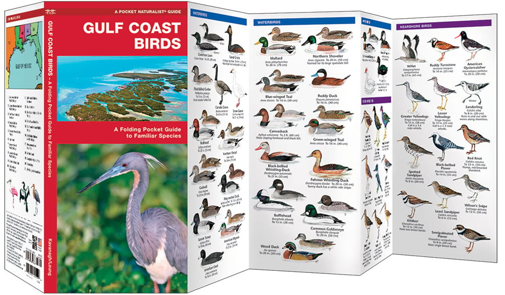Gulf Coast Birds (Pocket Naturalist® Guide)