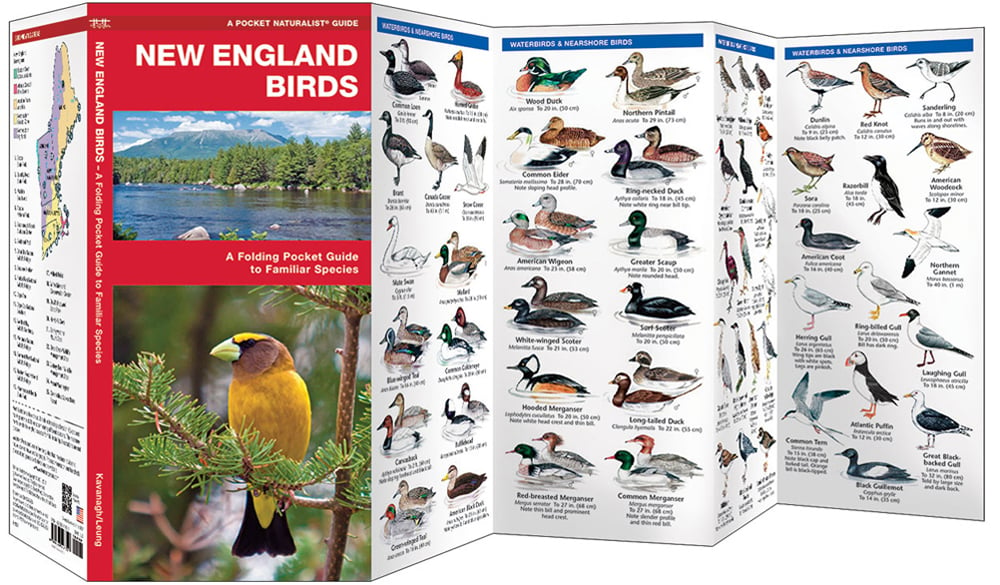 New England Birds (Pocket Naturalist® Guide)