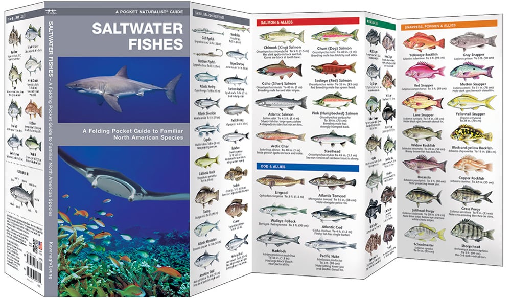 Saltwater Fishes (Pocket Naturalist® Guide)