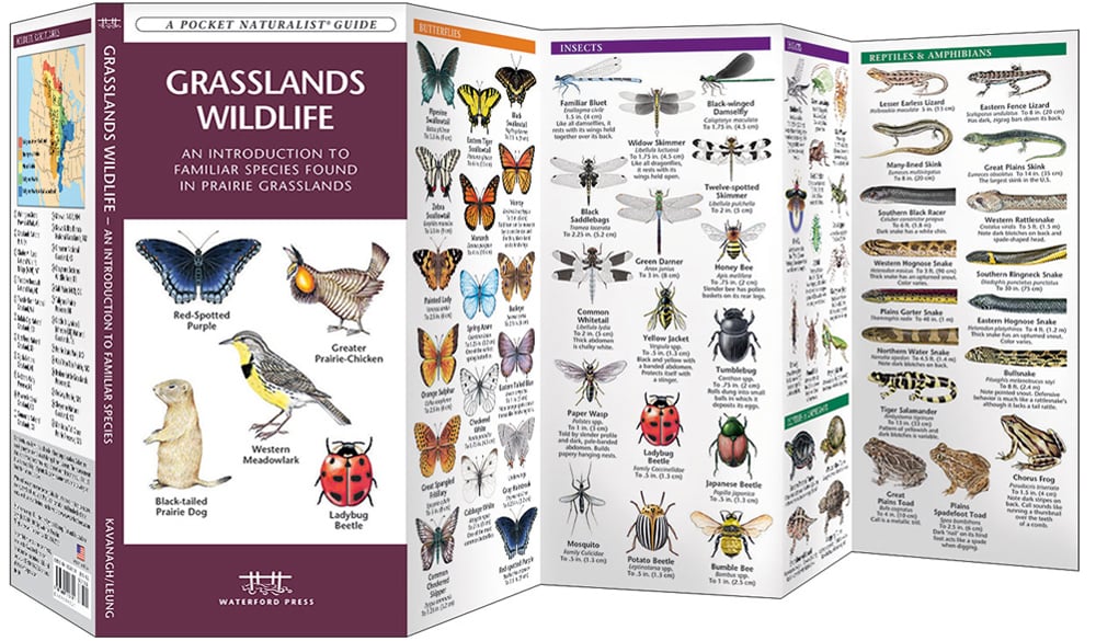 Grassland Wildlife (Pocket Naturalist® Guide)
