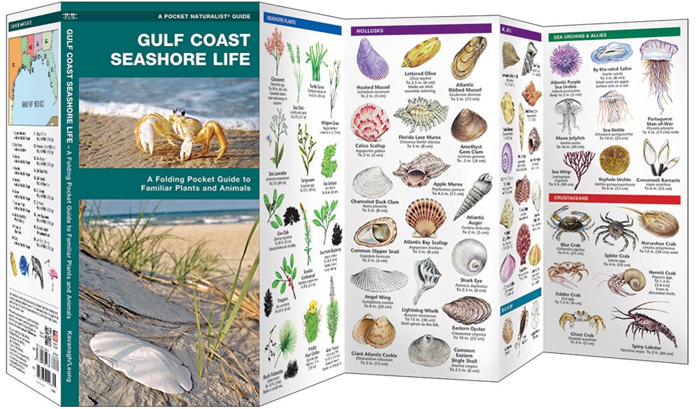 Gulf Coast Seashore Life (Pocket Naturalist® Guide)