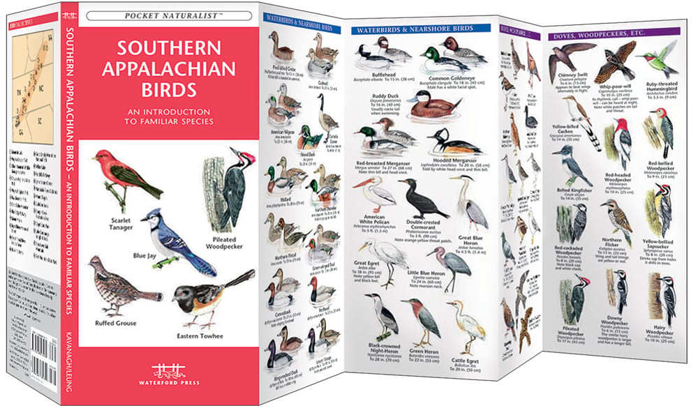 Southern Appalachian Birds (Pocket Naturalist® Guide)