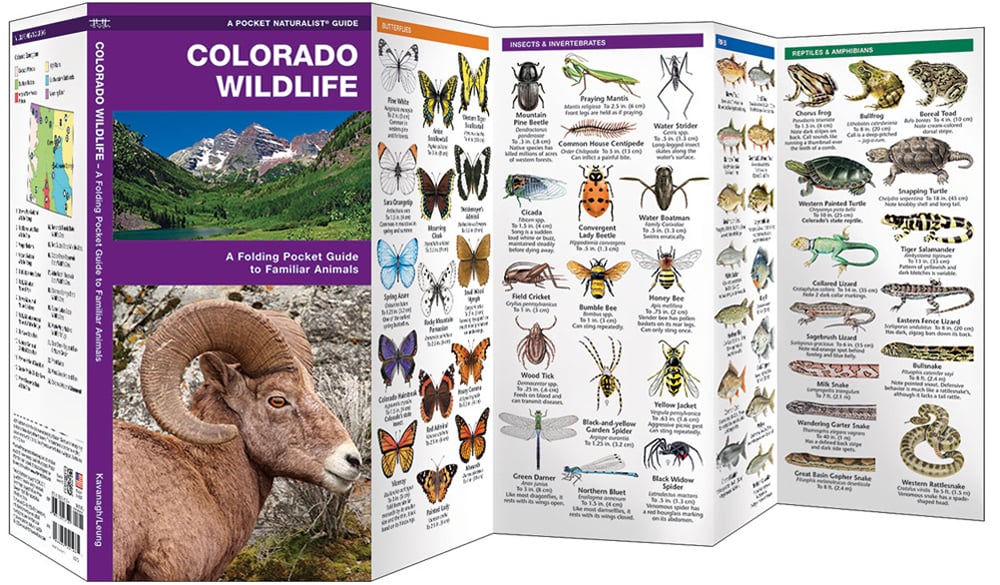 Colorado Wildlife (Pocket Naturalist® Guide)
