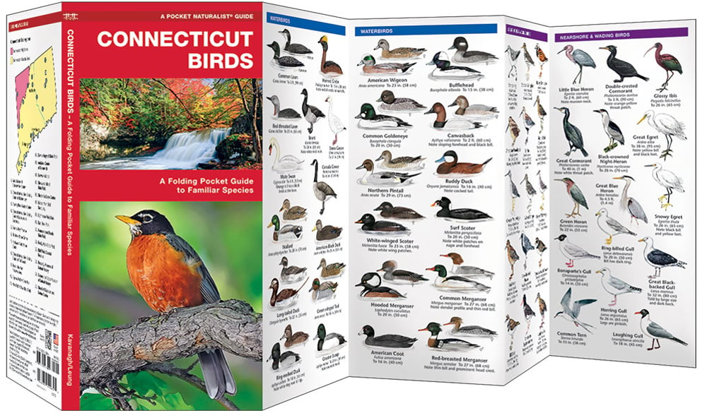 Connecticut Birds (Pocket Naturalist® Guide)