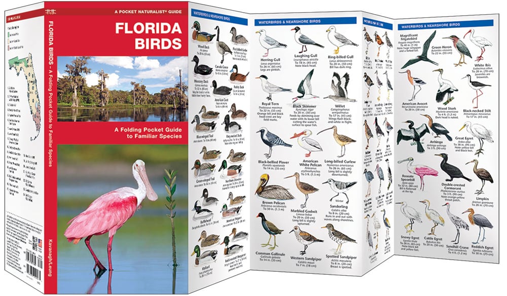 Florida Birds (Pocket Naturalist® Guide)