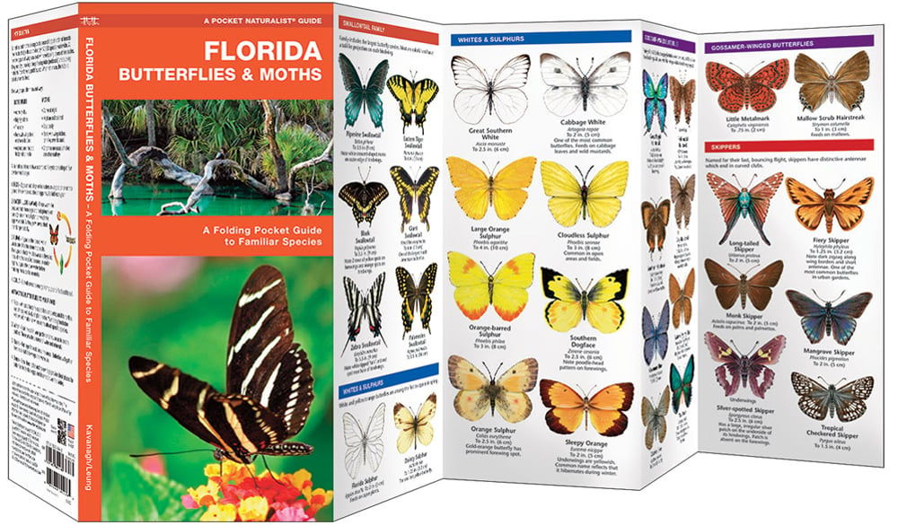 Florida Butterflies & Moths (Pocket Naturalist® Guide)