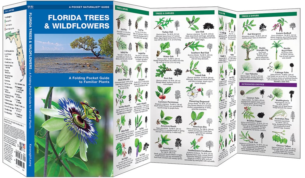 Florida Trees & Wildflowers (Pocket Naturalist® Guide)