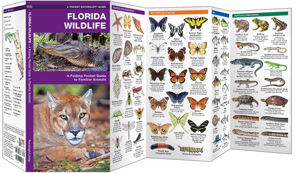 Florida Wildlife (Pocket Naturalist® Guide)