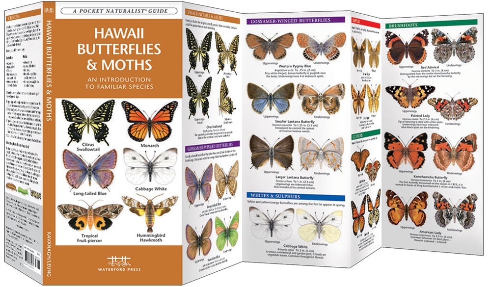 Hawaii Butterflies & Moths (Pocket Naturalist® Guide)