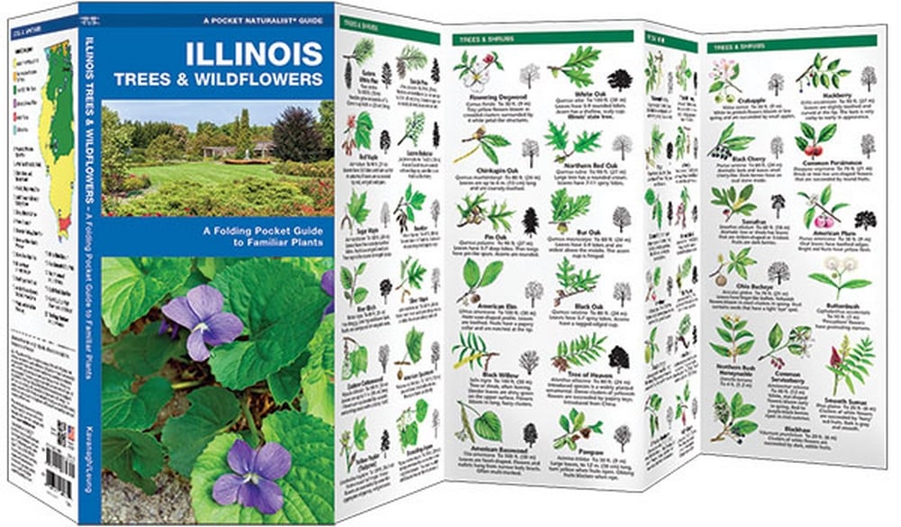 Illinois Trees & Wildflowers (Pocket Naturalist® Guide)