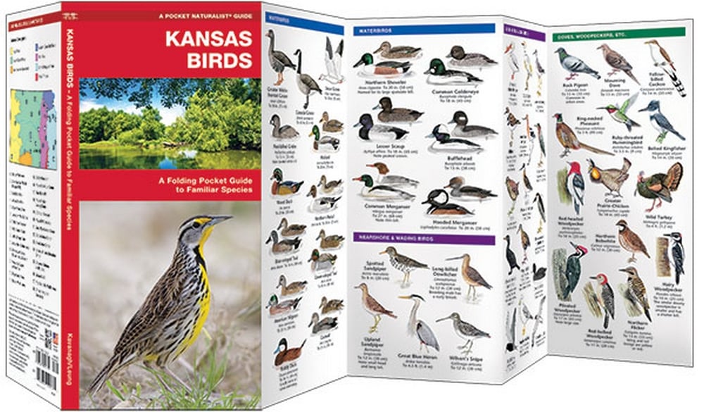 Kansas Birds (Pocket Naturalist® Guide)