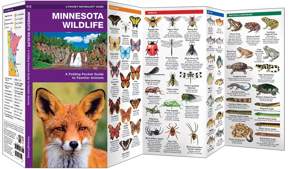 Minnesota Wildlife (Pocket Naturalist® Guide)