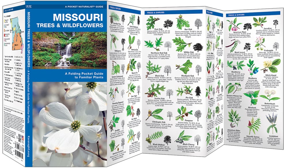 Missouri Trees & Wildflowers (Pocket Naturalist® Guide)