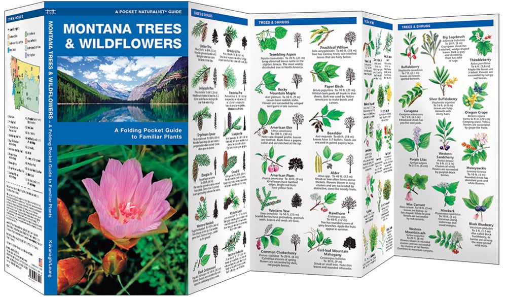 Montana Trees & Wildflowers (Pocket Naturalist® Guide)