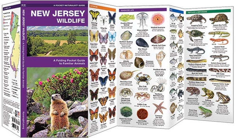 New Jersey Wildlife (Pocket Naturalist® Guide)