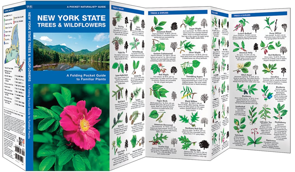 New York State Trees & Wildflowers (Pocket Naturalist® Guide)