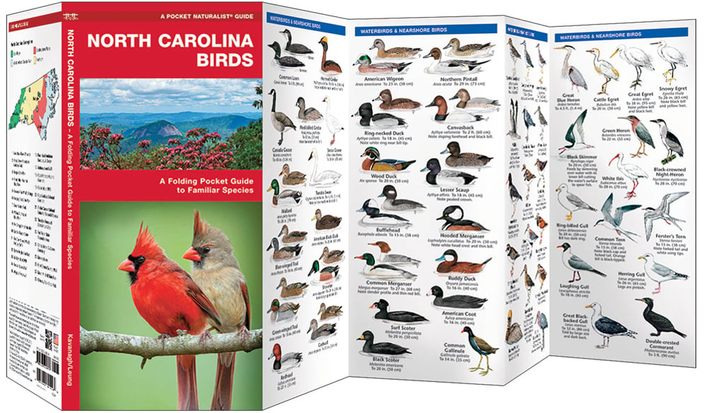 North Carolina Birds (Pocket Naturalist® Guide)